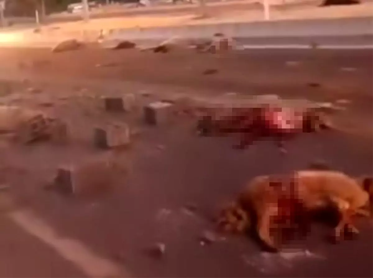 erciste koyun surusune kamyonet carpti 4KgPPk5n