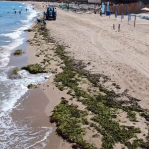 silede deniz adeta yosun kustu P7FKaTgE