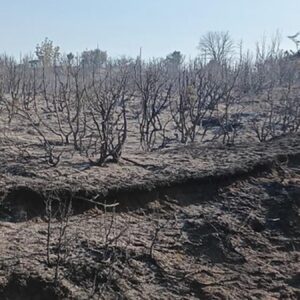 tekirdag malkarada makilik alanda yangin MJXKVzTt