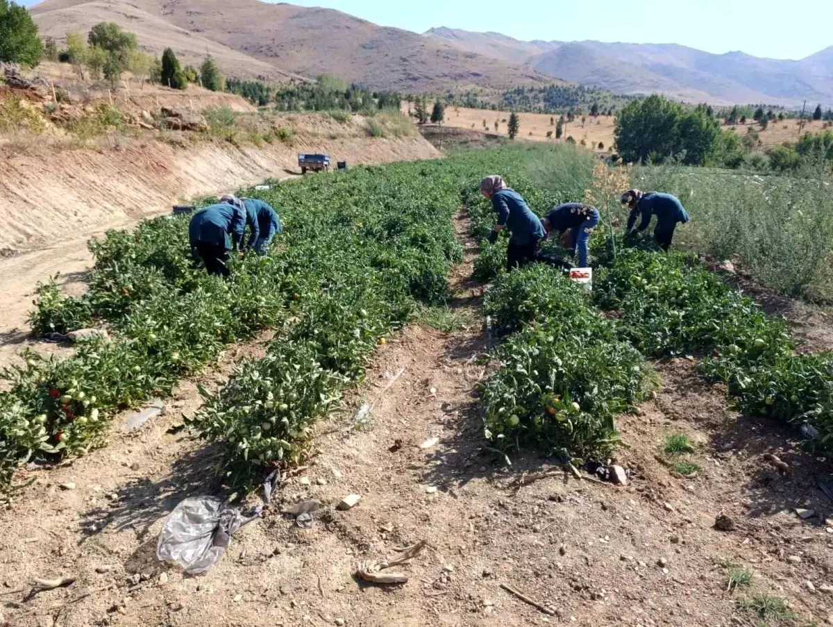 dogansehirde kadin kooperatifinden organik domates hasadi 4pB2bmGL