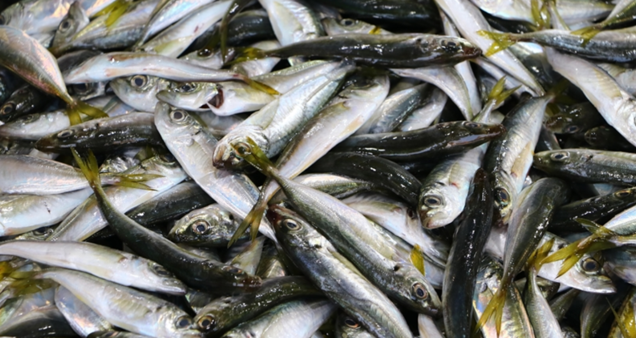 istavrit tezgahlarin gozdesi oldu 83nliXAX