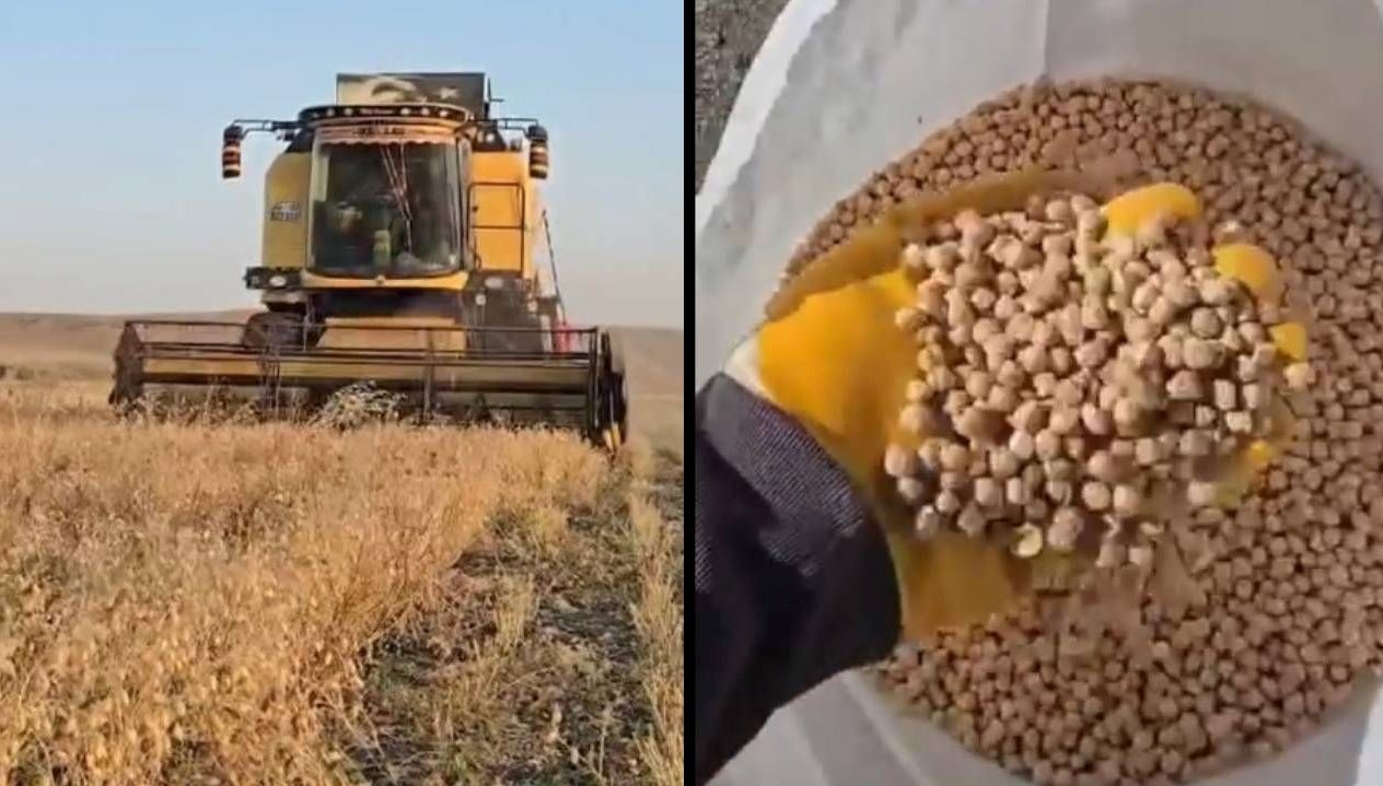 karsta nohut hasadi basladi dekar basina 100 150 kilo verim tH35QH6T