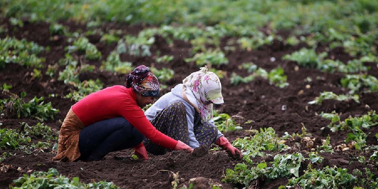 400 donumde yilda 800 ton uretiliyor koyluler toprak donmadan hasat ediyor rAcI7vEf