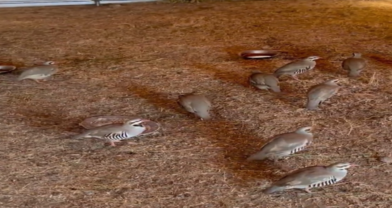 bitliste yakalanan 90 kinali keklik dogaya salindi GtNzjTHK