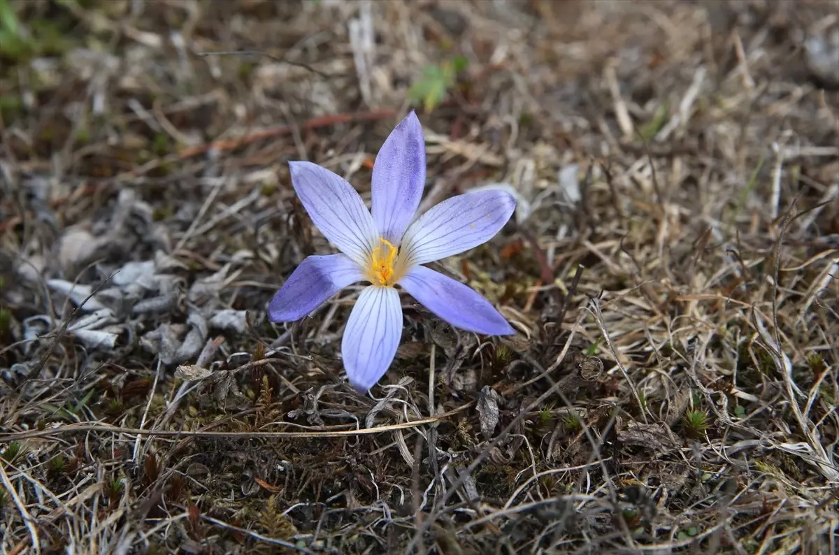 sonbaharin habercisi vargit cicekleri ilgaz dagini susluyor 7OGG56ah