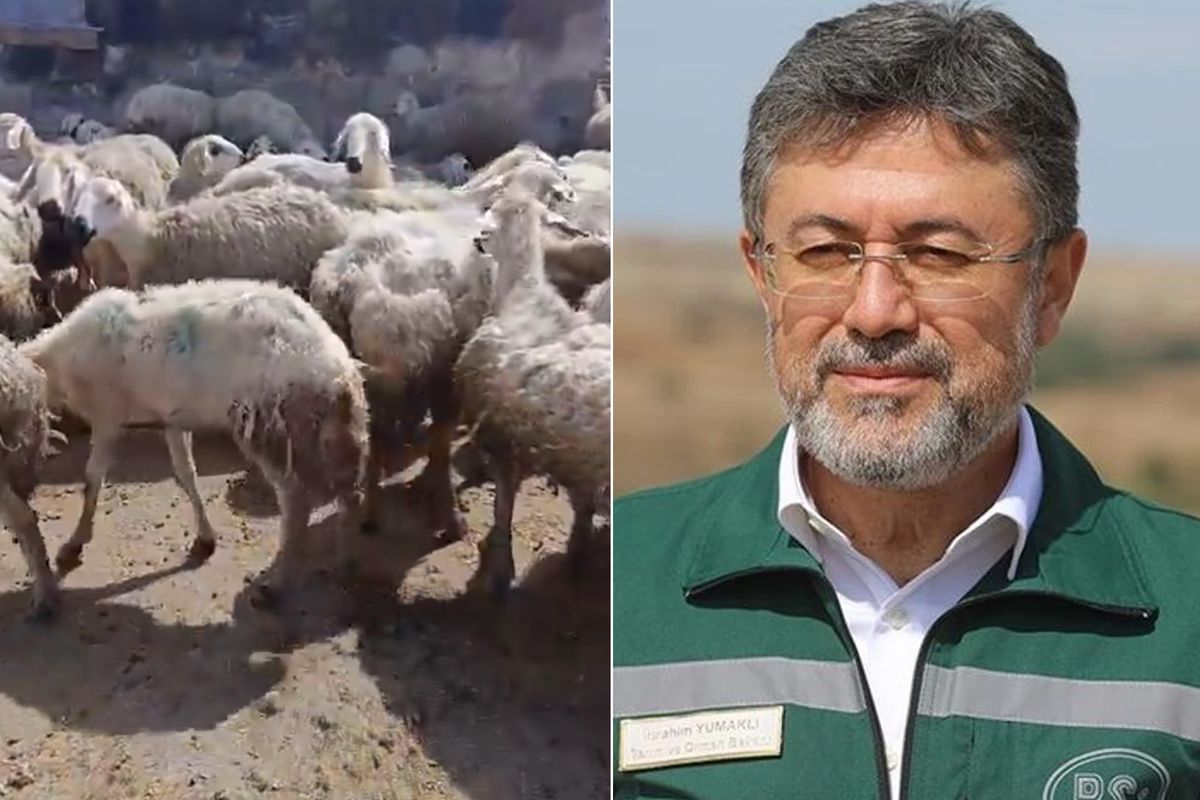 Edirne’de Yerli Hibrit Ayçiçeği Tohumu Desteği Dağıtıldı